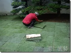 庭院草皮鋪設實作介紹