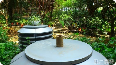 穗花棋盤腳種子盆栽