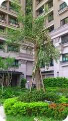 颱風過後的樹木修剪