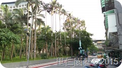 常見於椰子樹上的病蟲害-紅胸葉蟲、椰子綴蛾