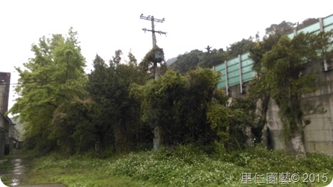 綠癌-小花蔓澤蘭的清除
