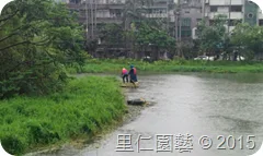 松山文創園區「生態景觀池挺水水草疏除」 - 圖4