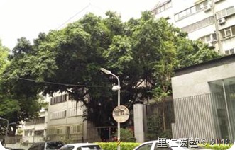 城市巷弄間的大榕樹--傳遞著對這片土地的情感與訊息