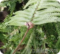 郭城孟教授導覽 松菸生態行旅 - 圖24