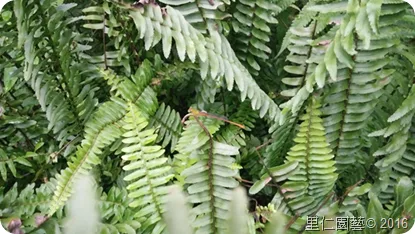 郭城孟教授導覽 松菸生態行旅 - 圖25
