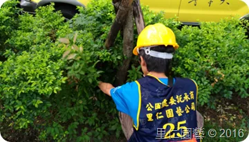《照顧修剪一棵樹，需要先認識了解它》 里仁園藝參與ＩＳＡ樹藝師培訓課程心得分享 - 圖3