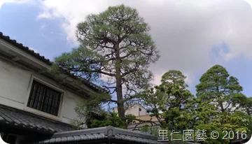 《照顧修剪一棵樹，需要先認識了解它》 里仁園藝參與ＩＳＡ樹藝師培訓課程心得分享 - 圖7