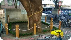搶救樹林茄苳老樹 木欄圈護棲地改良 - 圖9