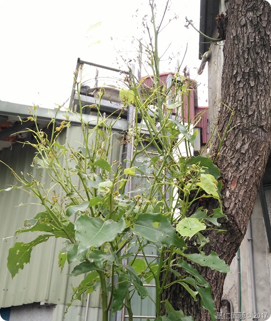 樟樹與樟葉蜂的危害防治VS青帶鳳蝶的食草