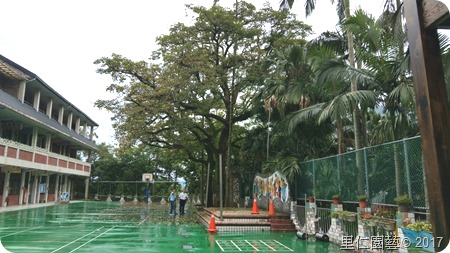 新北市東山國小百年「茄苳」樹X「白翅葉蟬」藥劑防治