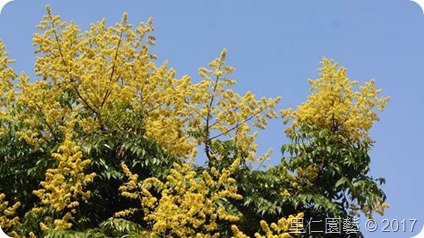 十月國慶樹—臺灣欒樹