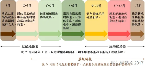 十月國慶樹—臺灣欒樹 - 圖2