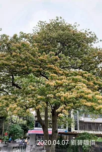 加羅林魚木盛花期樹冠特寫,金黃花朵滿布樹冠