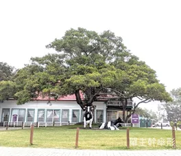植物修剪小技巧