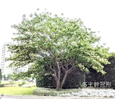 多主幹冠形喬木範例：多幹分枝呈圓形樹冠