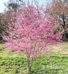 多主幹卵形喬木範例:粉紅花朵盛開,樹冠呈卵形