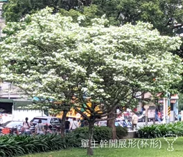 單主幹開展形(杯形)喬木範例:白色花朵盛開,樹冠呈杯狀展開