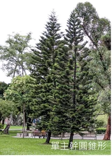 單主幹圓錐形喬木範例:針葉樹型呈尖塔狀