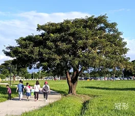 冠形喬木範例:枝葉茂密呈圓形樹冠,樹下有行人經過