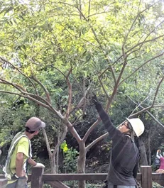 樹藝師於戶外指認欲修剪的枝條位置,現場教學
