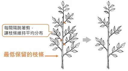 螺旋跳剪示意圖:說明每間隔跳著剪、讓枝條維持平均分布,並標示最低保留枝條的位置