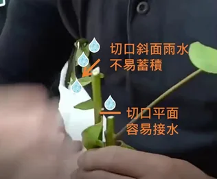 修剪切口角度示意圖:比較斜面切口不易蓄積雨水,與平面切口容易接水的差異
