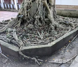 老樹根系突出花台邊界特寫，盤根錯節覆蓋整個花台