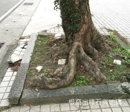 樹根竄出人行道地磚與邊石特寫,根系抬起周邊鋪面