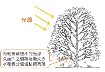 光線遮蔽示意圖:說明內側枝葉照不到光線,樹葉逐漸失去水分與養分而枯黃凋落