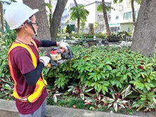 工作人員手持動力剪刀修剪社區花圃灌木叢