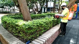 工作人員手持綠籬機修剪磚砌花台旁的方形綠籬