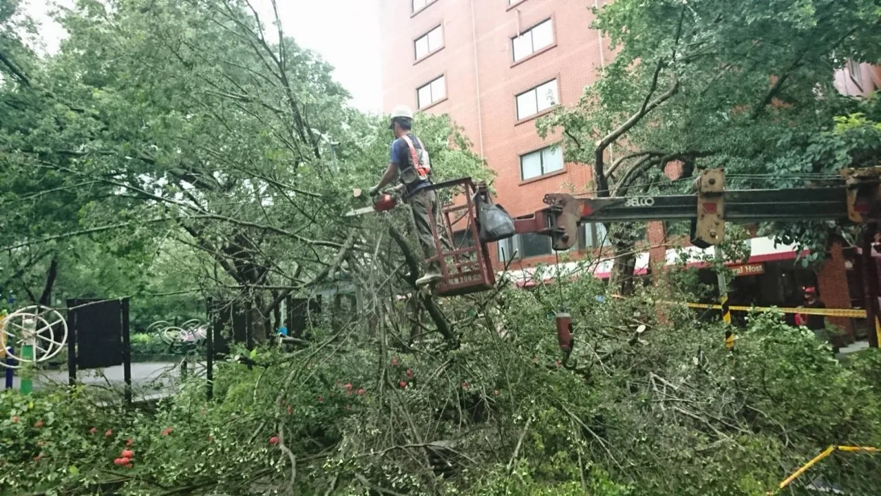 颱風後緊急搶修：工人搭乘吊車在倒塌樹木中作業，台北市社區颱風樹木搶修