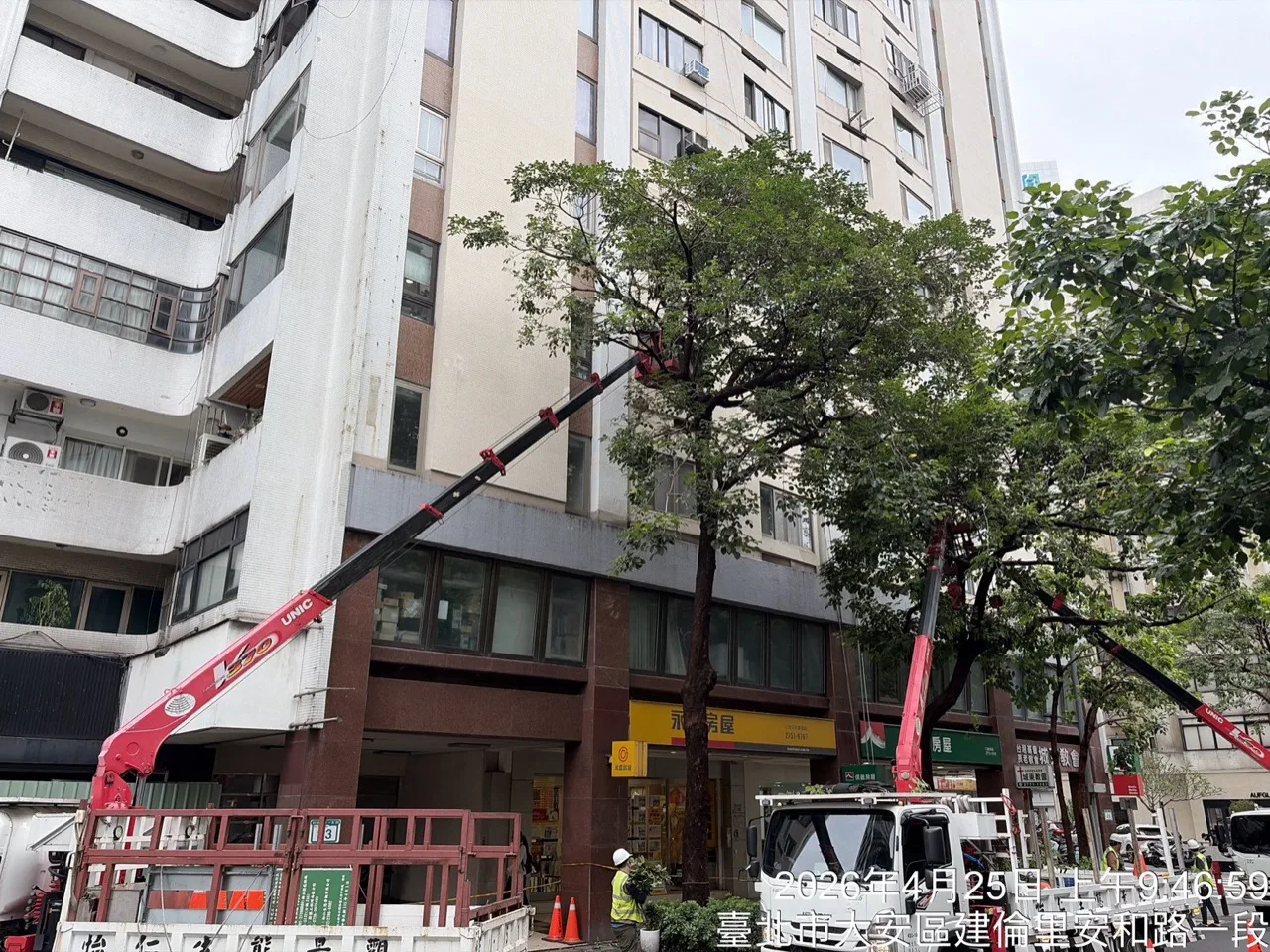 仰角拍攝：怡仁樹藝師在藍色吊車籃上精準移除危枝，台北市都市樹木修剪作業
