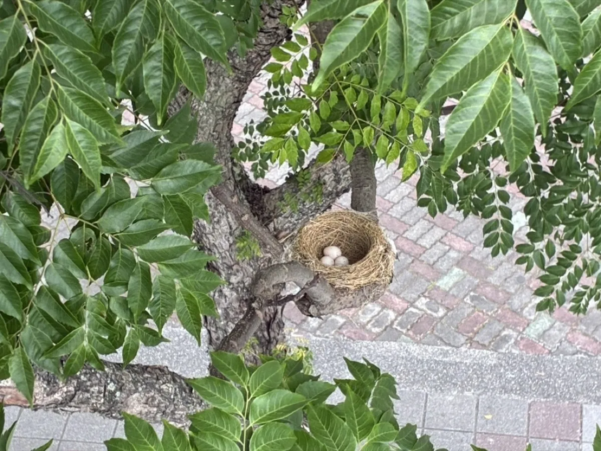 修剪後的樹冠內,完整保留一個鳥巢與鳥蛋,展現怡仁對生態共存的承諾