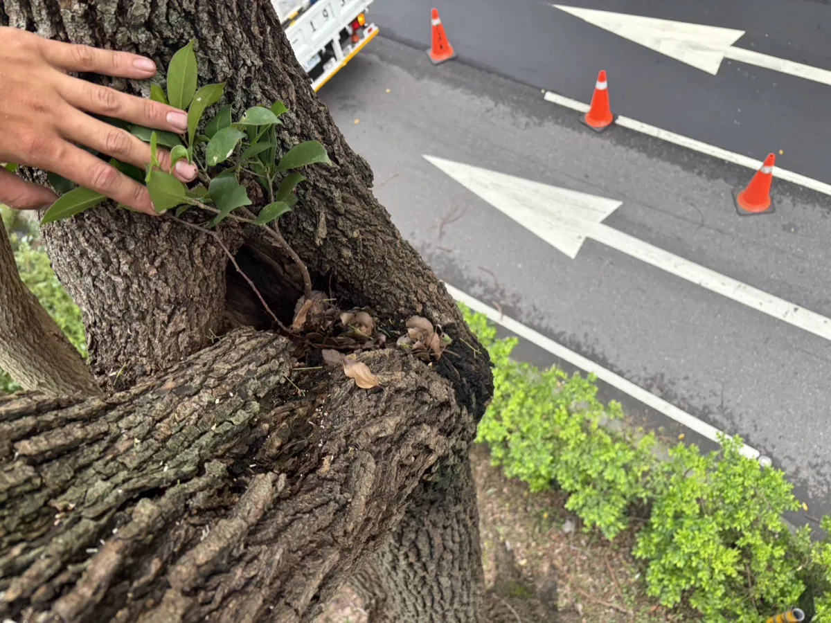 怡仁樹藝師攀上高空,手指著主幹分叉處已腐朽的空洞,下方為道路與交通錐,顯示距地面數公尺高