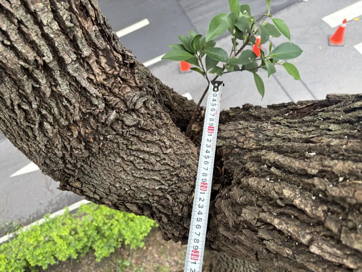 ISA 樹藝師在高空以捲尺量測主幹 V 型裂縫寬度,兩根主枝間隙明顯,腐朽導致木質部分離