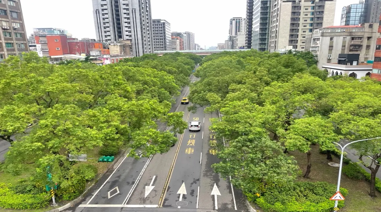 颱風前樹木安全指南：科學修剪守護城市綠資產｜怡仁生態景觀