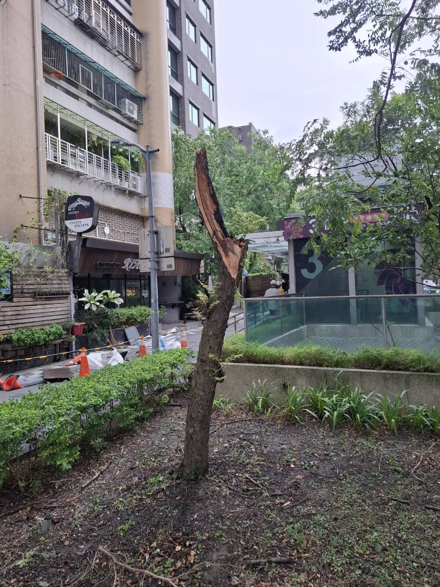 颱風過後，社區的樹該扶正還是移除？災後處理全解析｜怡仁生態景觀