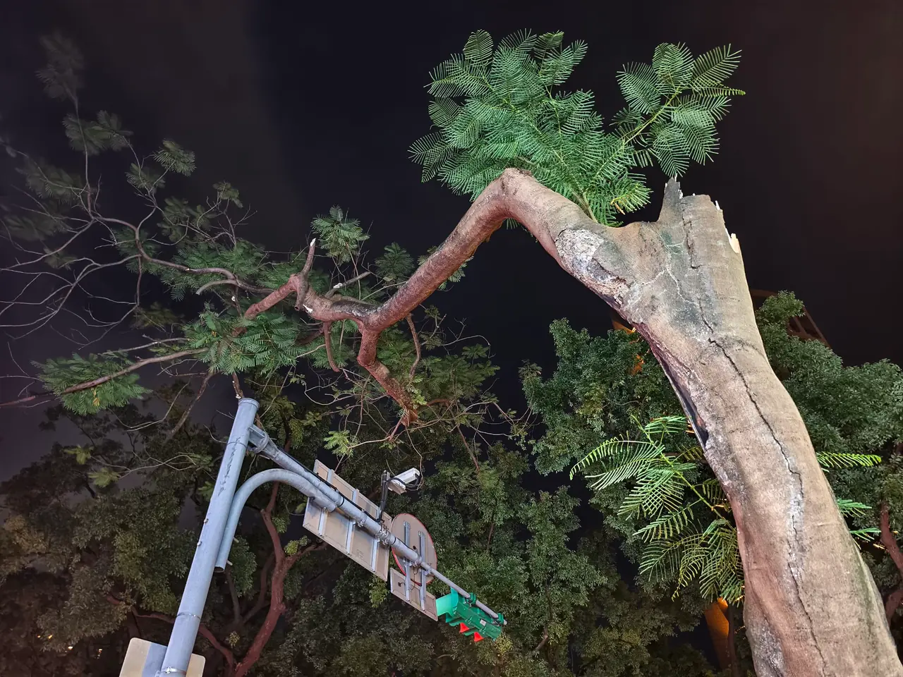 夜間仰角拍攝鳳凰木斷裂處，枝幹斷面呈明顯白色劈裂狀，殘存分枝仍掛在樹上