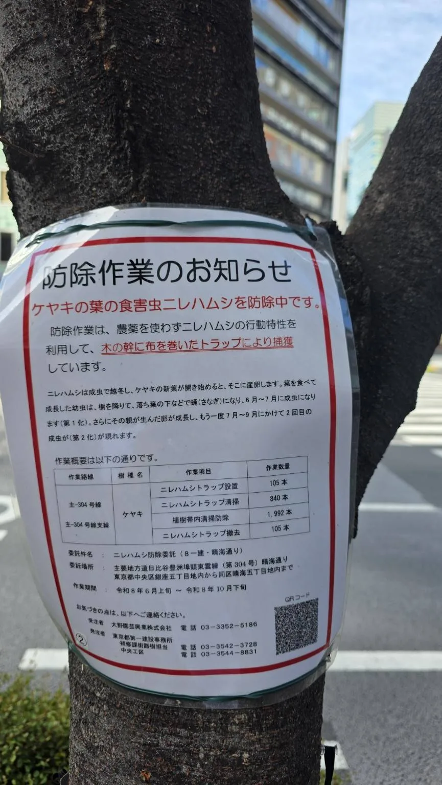 東京街頭櫸樹樹幹上張貼病蟲害防治公告，說明不使用農藥的防治方式