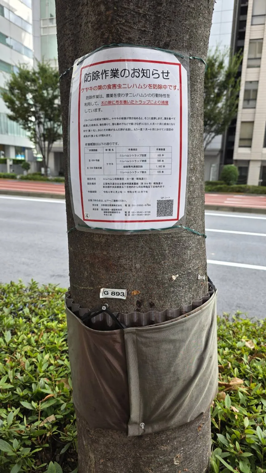 東京櫸樹防治公告與樹幹布帶式捕捉裝置同時出現在現場