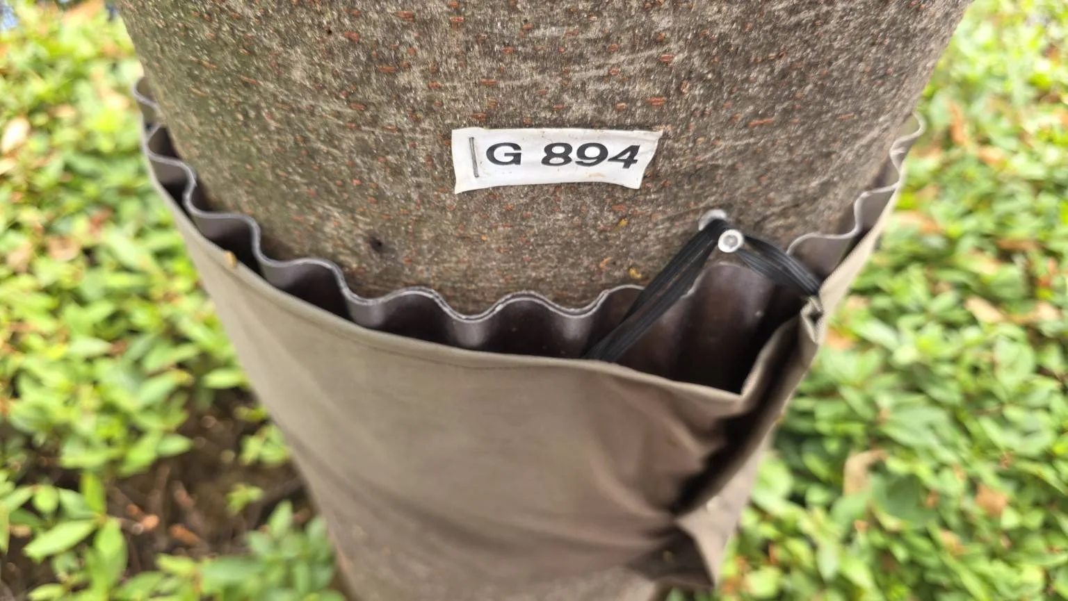 東京櫸樹 G894 樹幹上的布帶式害蟲捕捉裝置特寫