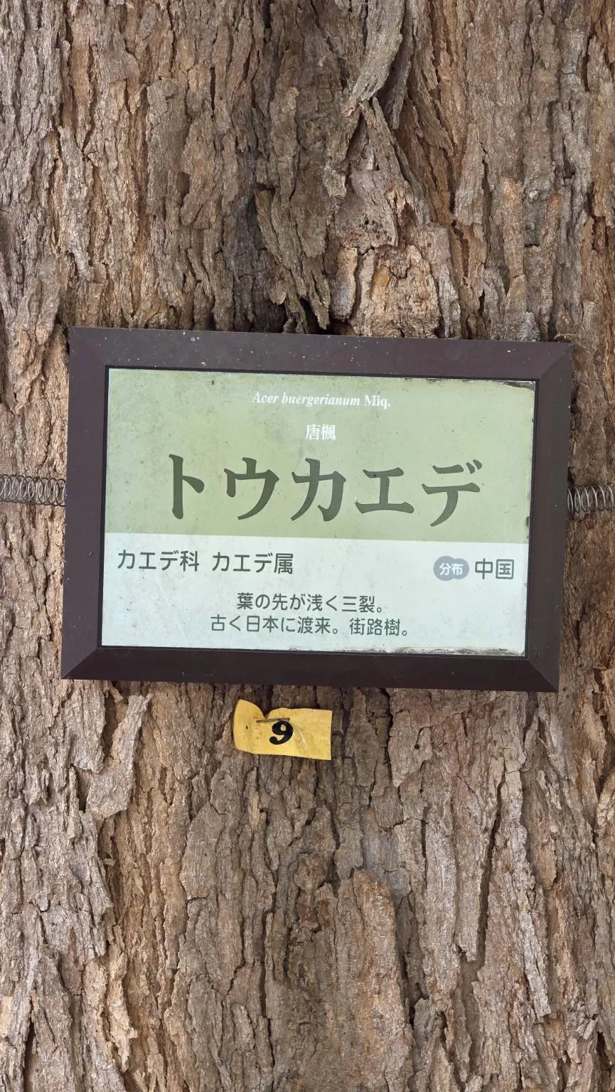 東京街頭唐楓樹種介紹牌與管理編號
