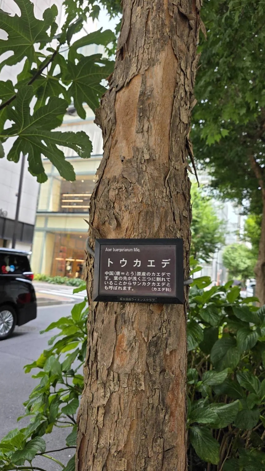東京街頭道路旁唐楓樹種介紹牌