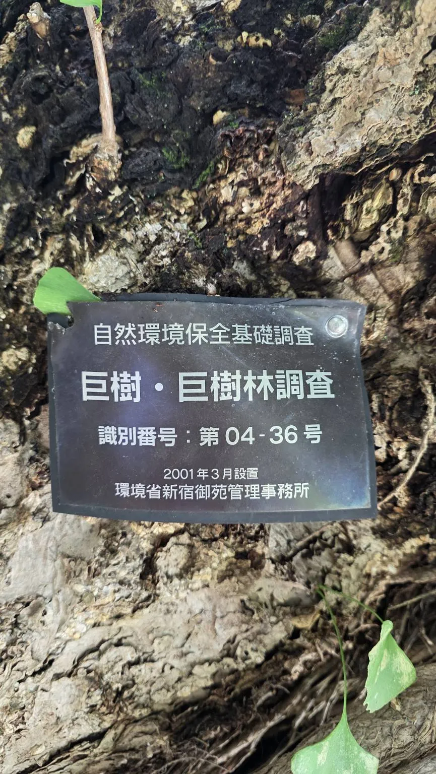 東京街頭巨樹與巨樹林調查識別牌
