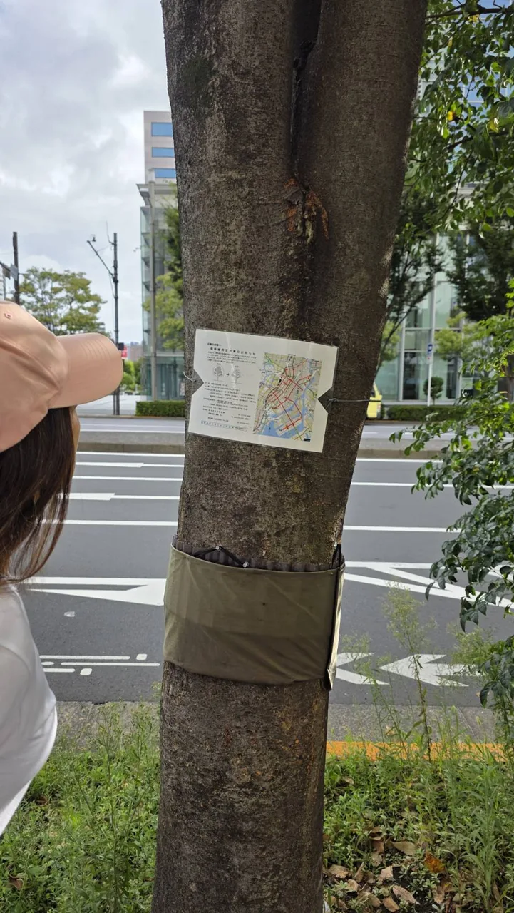 東京街路樹樹幹上張貼剪定作業公告，行人停下來閱讀內容