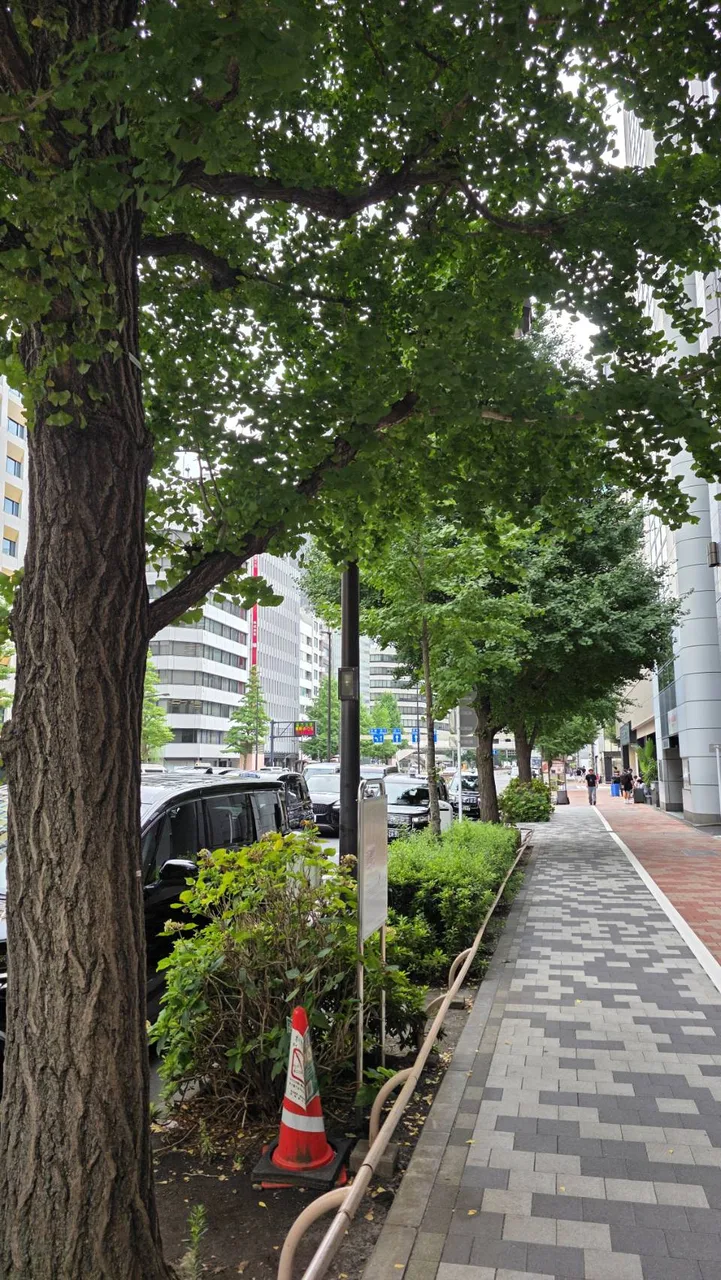 東京人行道旁的成熟街路樹與施工公告遠景