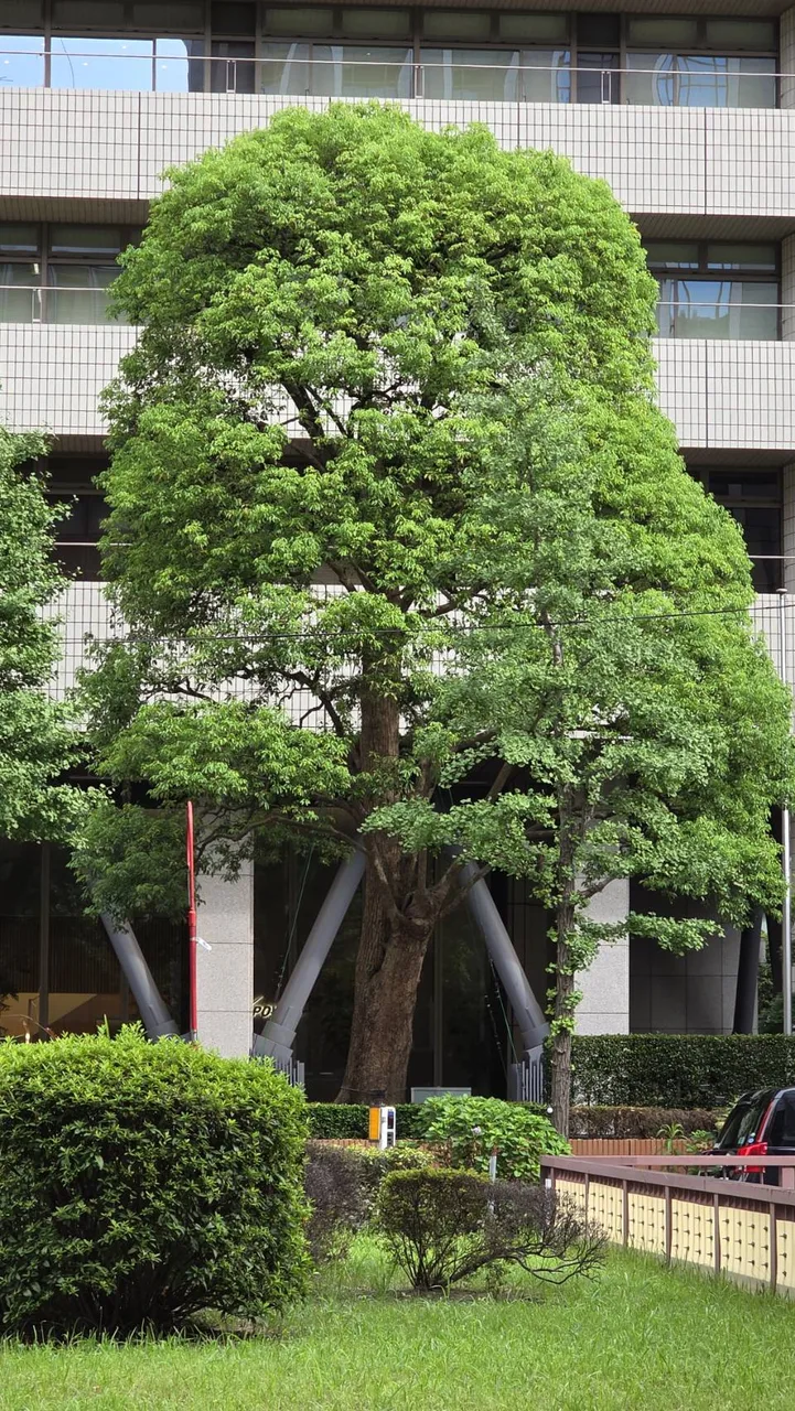 東京街角修剪成形的樹冠與周邊建築