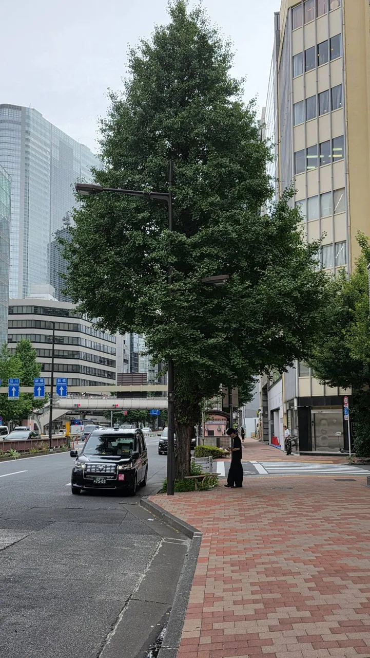 東京街道兩側街路樹與停放車輛形成整齊街景