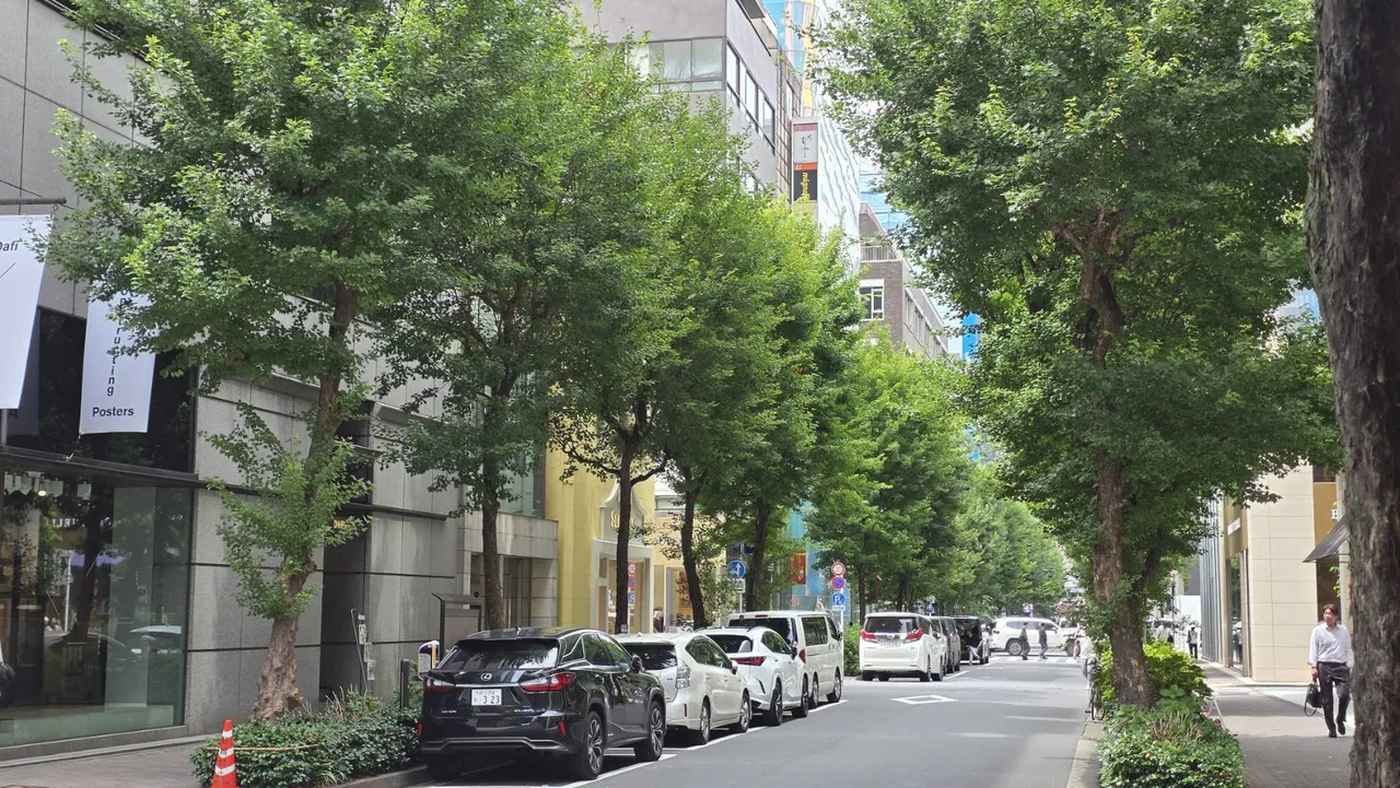 東京街路樹旁公車通過，樹冠與大型車輛保有清楚通行空間